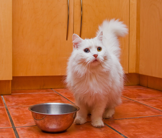 Cat waiting for food Cat waiting for food